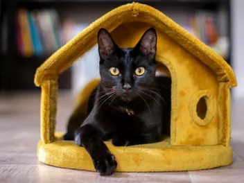 Do Bombay Cats Like Water? Our Vet Answers