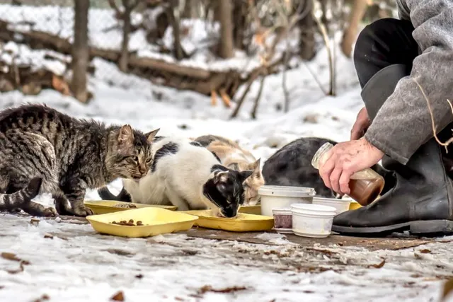 10 Most Unique Cat Rescues & Sanctuaries in the US (2026 Guide)
