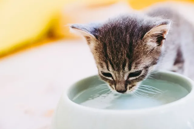 How Long Can Cats Go Without Water? Vet-Verified Science & Facts