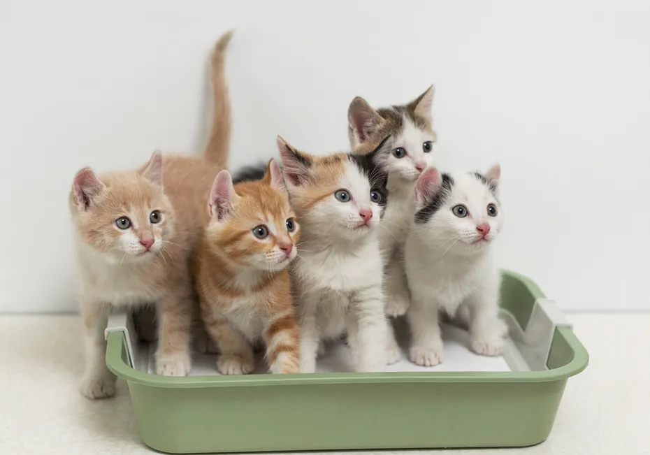 Little-kittens-sitting-in-cat-toilet