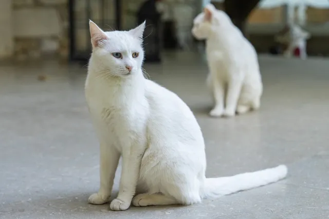Turkish Vankedisi: Info, Pictures, Care & Traits
