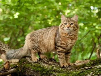 Siberian Cat Grooming: 4 Vet-Approved Tips & Tricks