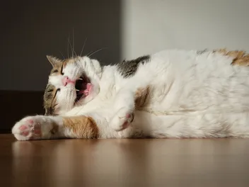 32 Cat Dad Jokes for the Funny Feline Father in Your Life