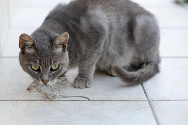How to Stop a Cat From Bringing Dead Mice Home: 5 Vet-Approved Methods