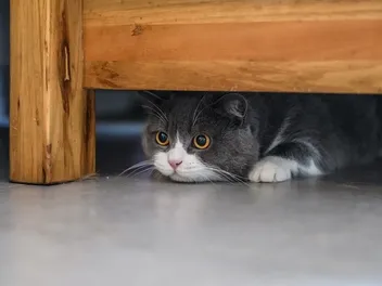 11 Places Where Indoor Cats Can Get Stuck: Vet Reviewed Facts & Tips
