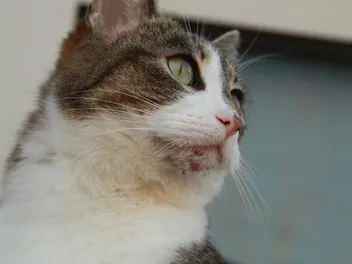 Cat Chin Mites vs. Chin Acne: How To Tell The Difference (Vet Answer)