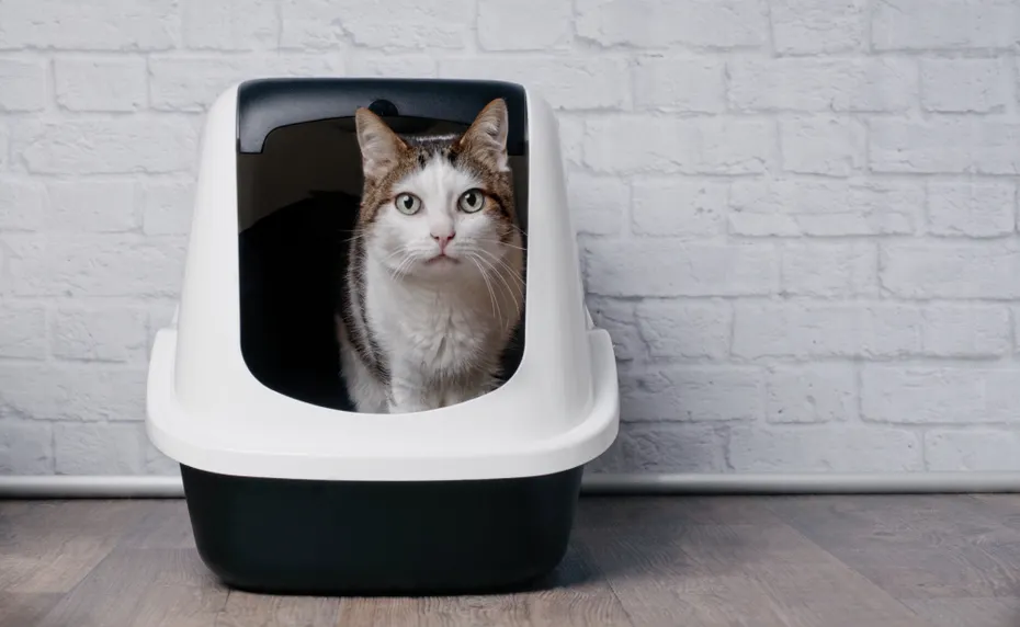 Tabby cat sitting in a litter box and look to the camera
