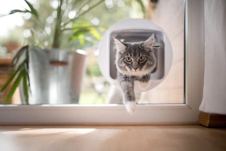 blue maine coon cat entering through flap door