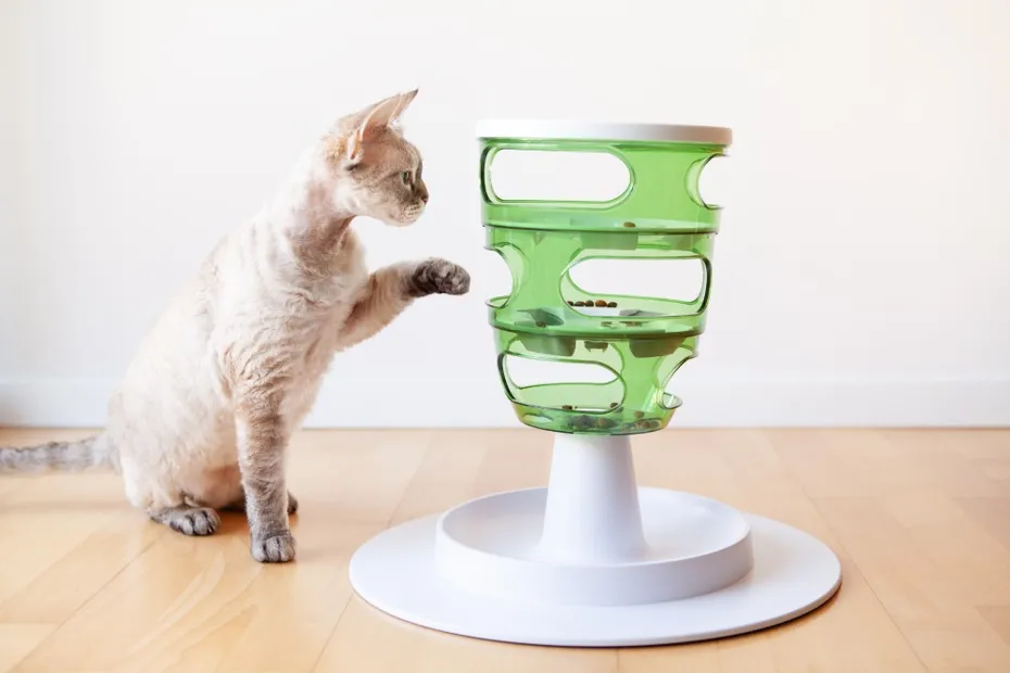 Devon Rex cat plays with a slow feeder toy