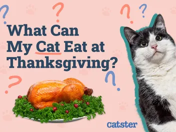 What Can My Cat Eat at Thanksgiving? 16 Vet Reviewed Do’s & Don’ts