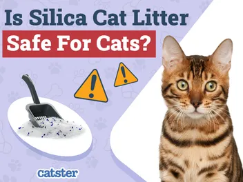 Is Silica Cat Litter Safe for Cats? Vet-Approved Pros, Cons & FAQ
