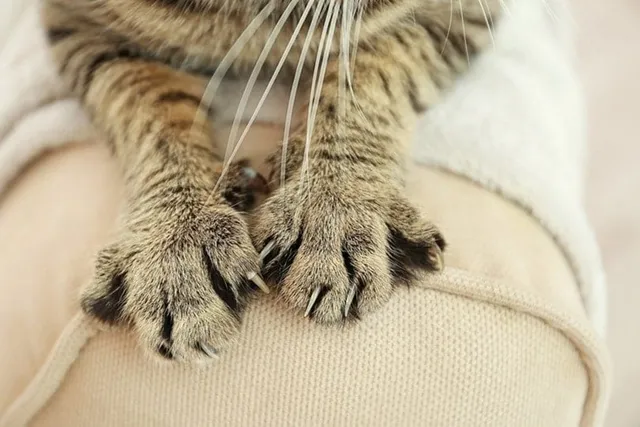15 Vet-Verified Facts About Cat Paws: Anatomy, Purpose & Benefits