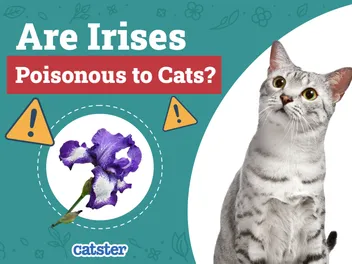 Are Irises Poisonous to Cats? Vet Approved Facts & Safety Tips