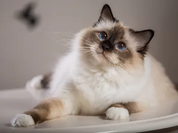 12 Cutest Cat Breeds in 2026 (With Info & Pictures)