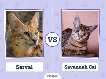Serval vs. Savannah Cat: Vet-Reviewed Key Differences (With Pictures)