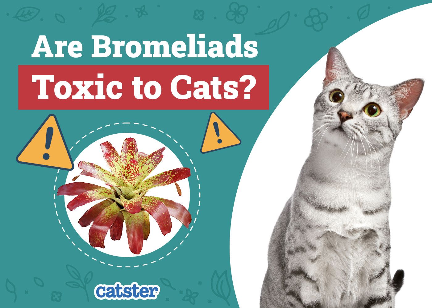 Catster_Are Bromeliads Toxic to Cats