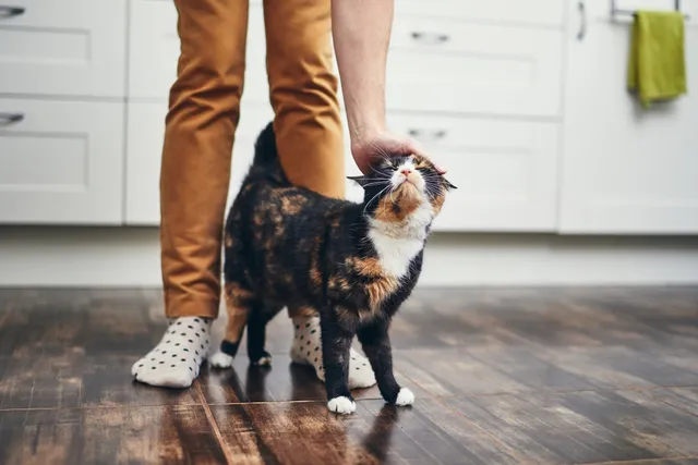 Why Does My Cat Act Like a Dog? Vet-Verified Behavior Explained