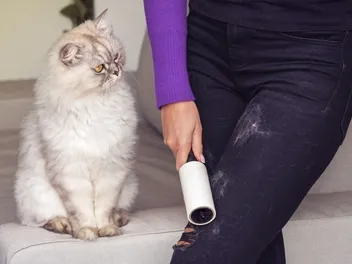 10 Best Cat Hair Remover Tools in 2026 - Reviews & Top Picks