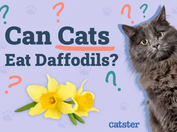 Can Cats Eat Daffodils? Vet-Approved Facts & FAQ