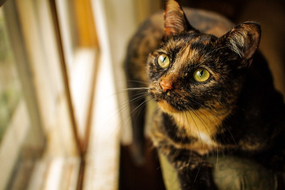 Tortoiseshell cat starring at a window