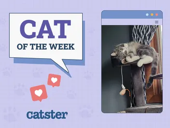 Catster Photo Contest: Cats of the Week Winners (July 17, 2025)