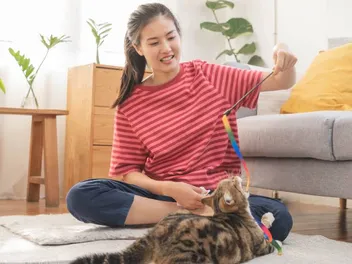 5 Reasons Why My Cat Wants To Play All The Time