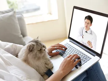 Veterinary Telehealth for Cats: Vet Reviewed Pros, Cons & Best Options