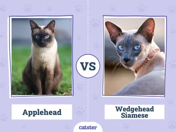 Applehead vs. Wedgehead Siamese: Key Differences (With Info & Pictures)