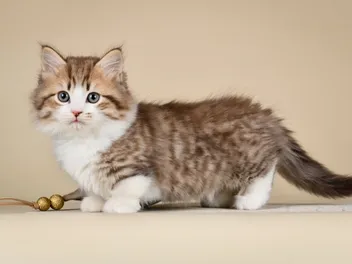 How Big Do Munchkin Cats Get? Vet-Reviewed Average Weight & Growth Chart