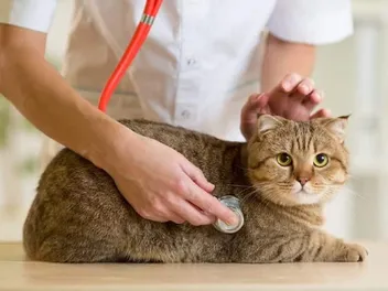 Is Feline Heart Disease (Saddle Thrombus) Hereditary? Our Vet Explains