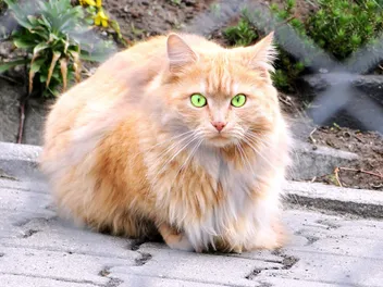Doll Face Persian Cat: Breed Info, Pictures, Temperament & Traits