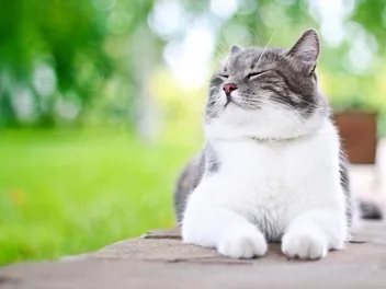 Can Cats Smile? 5 Vet-Approved Ways to Tell if Your Cat is Happy