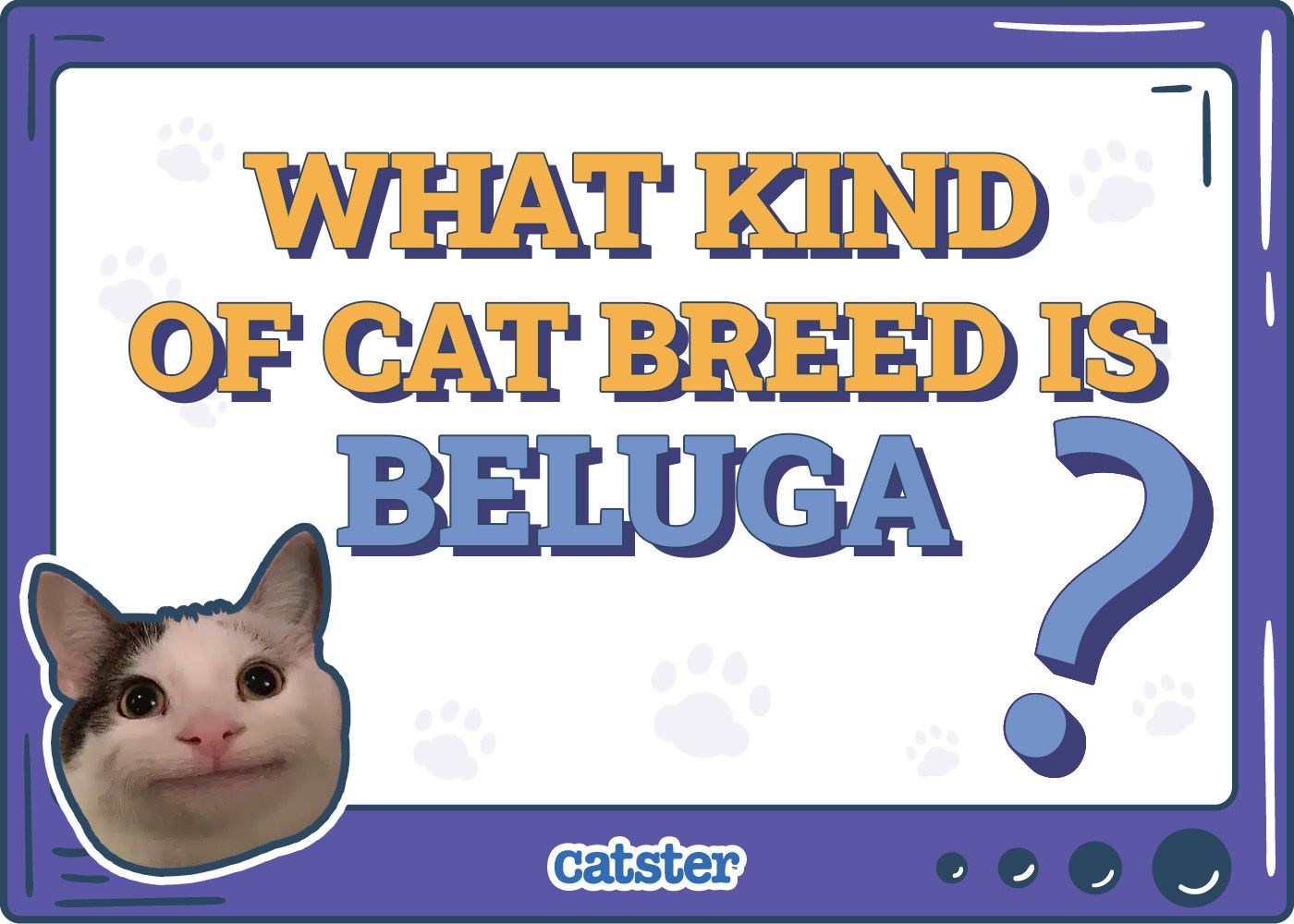 Catster_What Type of Cat is Beluga