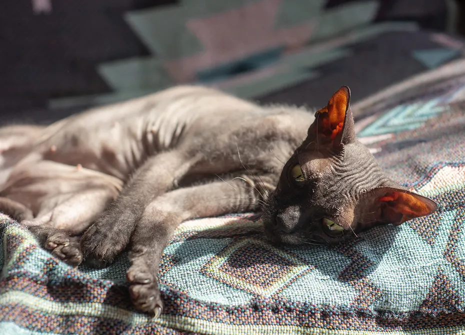 donskoy cat lying indoor sunbathing
