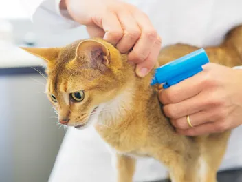 How Much to Get a Cat Chipped In the UK? (2026 Update)