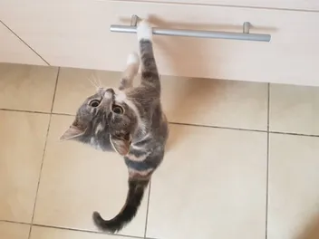 Why Does My Cat Open Drawers? 8 Vet-Reviewed Tips to Stop Them