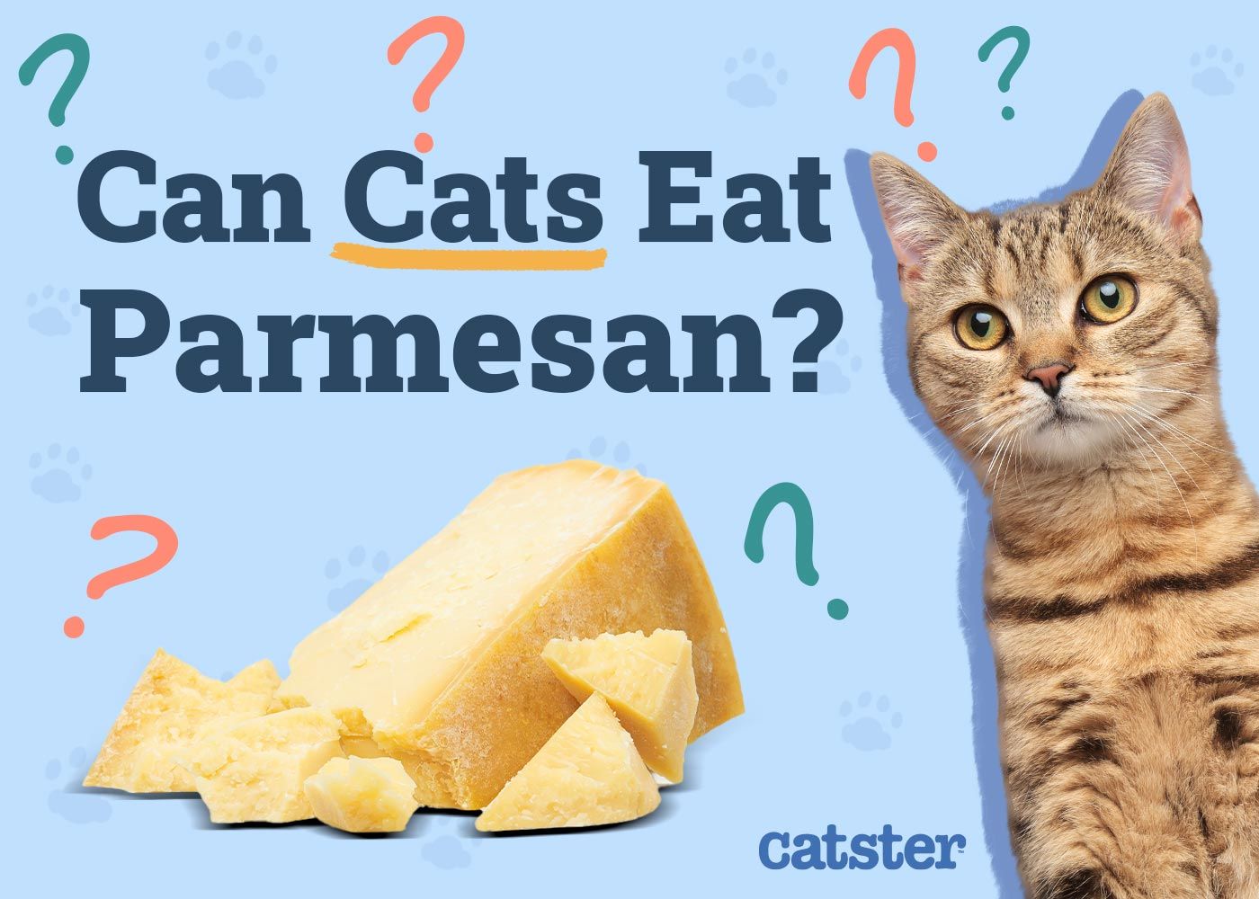 can cats eat blue cheese dressing Parmesan? Vet-Approved Nutritional Facts & FAQ — Catster Color::#13-Cherry
