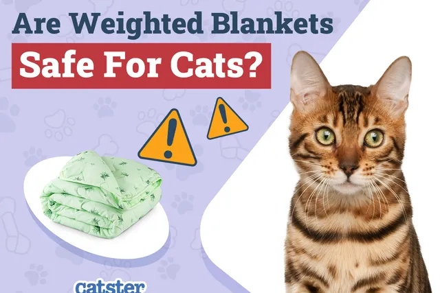 Are Weighted Blankets Safe for Cats? Vet-Approved Facts & FAQ