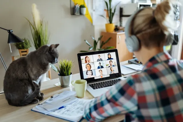 How to Make a Cat-Friendly Office: 10 Simple Vet-Approved Tips