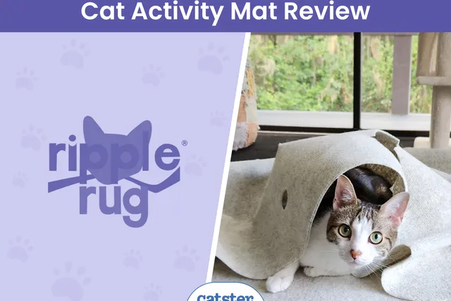 Ripple Rug for Cats Review 2026: A Detailed Look