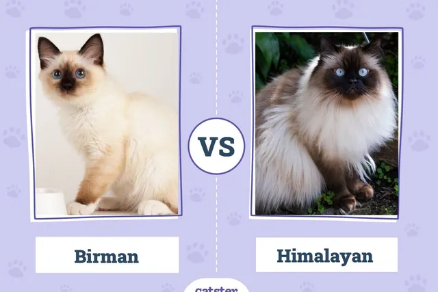 Birman Cat vs Himalayan Cat: Notable Differences (With Pictures)