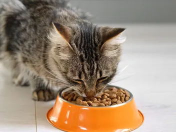 Why Is My Cat Always Hungry? 10 Vet-Verified Reasons for Excessive Eating