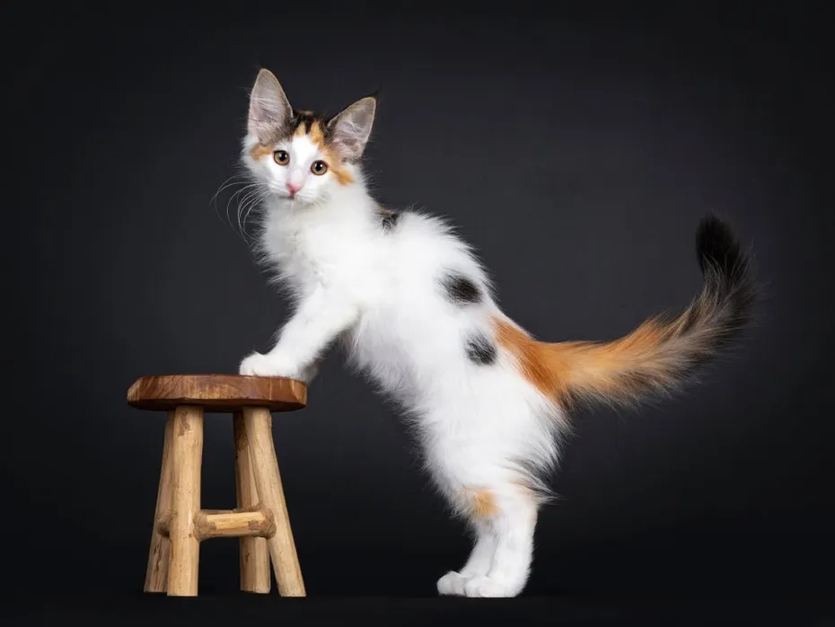 van calico norwegian forest cat in the studio