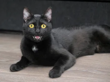 Is it True That All Black Cats Have Yellow Eyes? Myths, Facts & FAQ