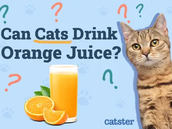 Can Cats Drink Orange Juice? Vet-Reviewed Nutrition Facts & FAQ