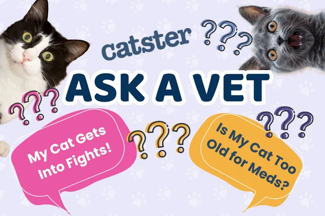 Ask Dr. Paola – Help! My Male Cat Gets Into Fights! (March 9, 2026)