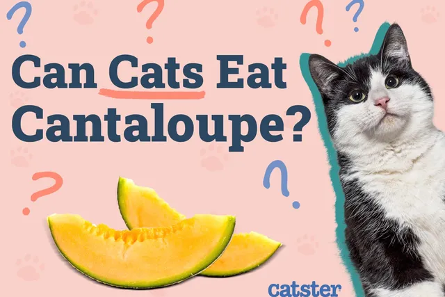 Can Cats Eat Cantaloupe? Vet-Approved Nutrition Facts & Advice