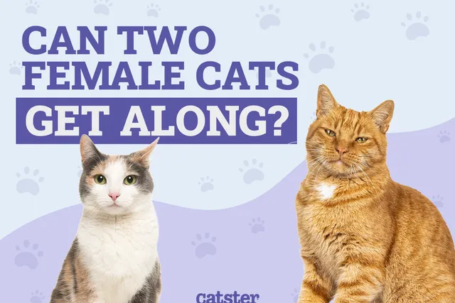 Can Two Female Cats Get Along? Vet-Verified Info & Introduction Tips