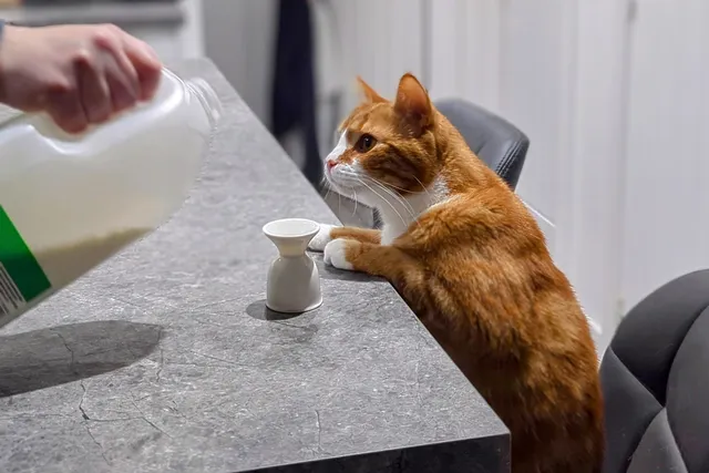 Someone Pour Me Up A Double Shot of Milk, Please: Alex's Nightcaps