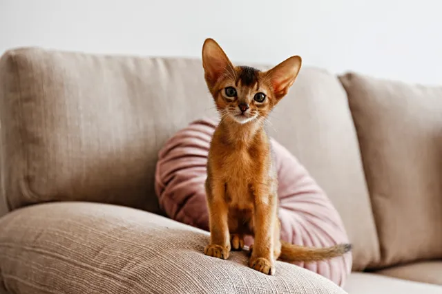 15 Surprising Facts About Kittens That Might Surprise You